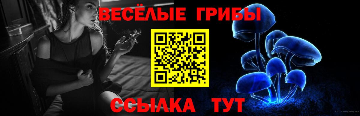 Галлюциногенные грибы Psilocybe Лабинск